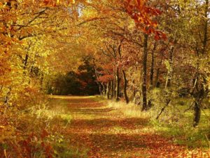 Hoyt Arboretum