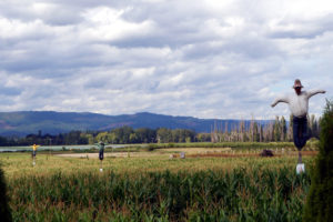 Scarecrows on Sauvie Island